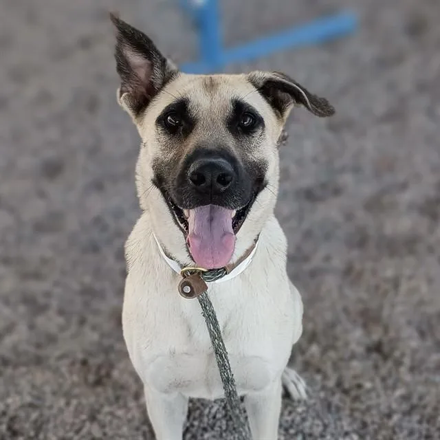 An adult large-sized male Anatolian Shepherd dog named Capone for adoption in Mesa, AZ
