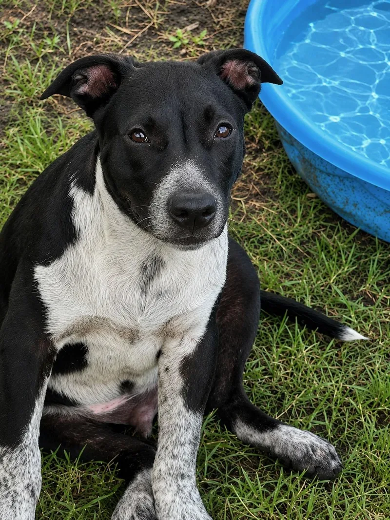 A baby medium-sized male Australian Cattle Dog / Blue Heeler dog named Preston for adoption in Okolona, MS