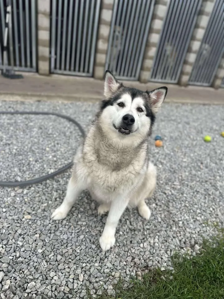 An adult large-sized female Siberian Husky dog named Meia for adoption in Morocco, IN