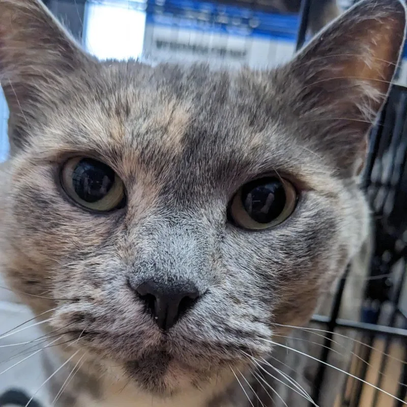 An adult large-sized female Domestic Short Hair cat named Smokey for adoption in Spokane, WA