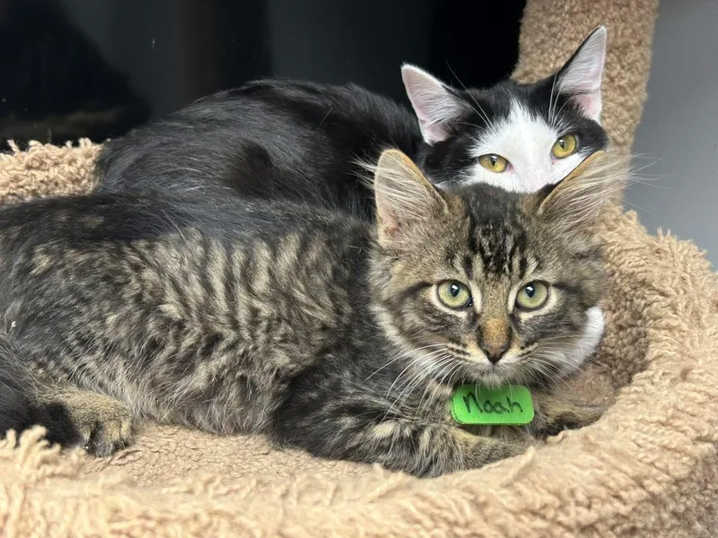 A baby small-sized male Tabby (Brown / Chocolate) Domestic Medium Hair cat named Noah for adoption in Momence, IL
