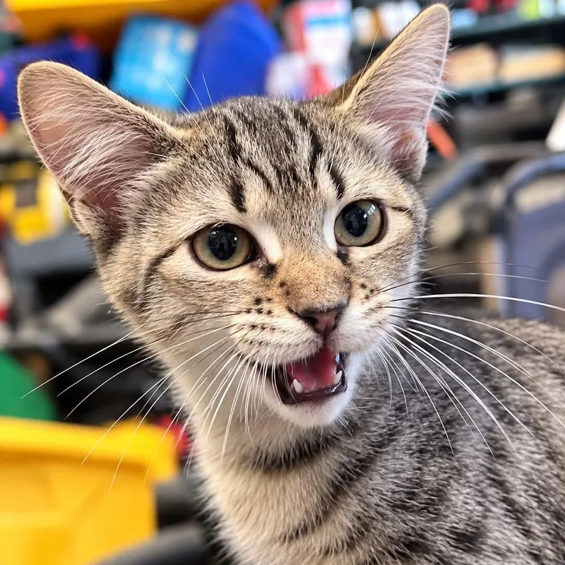 A baby small-sized female Tabby (Brown / Chocolate) Tabby cat named Dolby for adoption in Antioch, CA