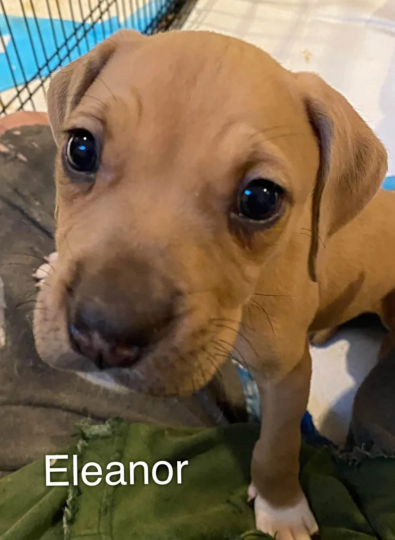 A baby medium-sized female Pit Bull Terrier dog named Eleanor for adoption in Newport, KY