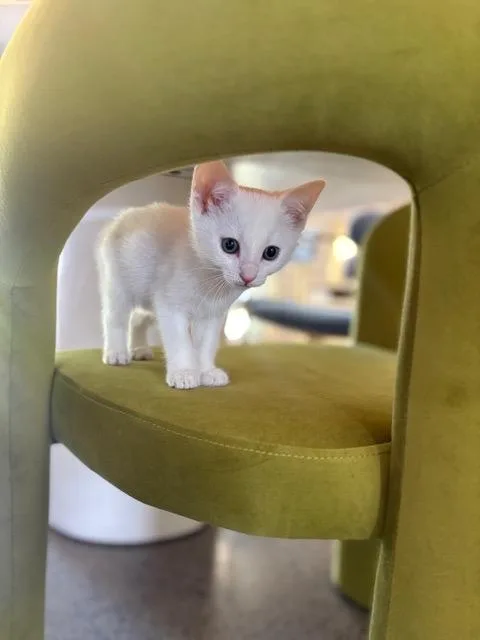 A baby medium-sized female Orange & White Domestic Short Hair cat named Lil Boop for adoption in Hillsboro, OR