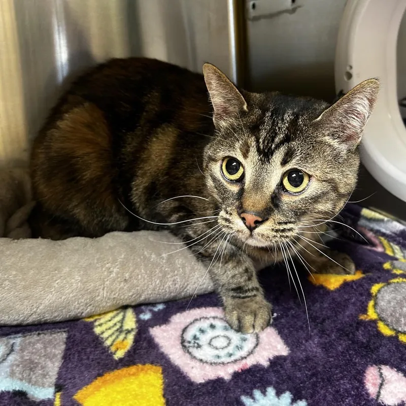 An adult medium-sized female Torbie Domestic Short Hair cat named Leafy for adoption in Waukesha, WI