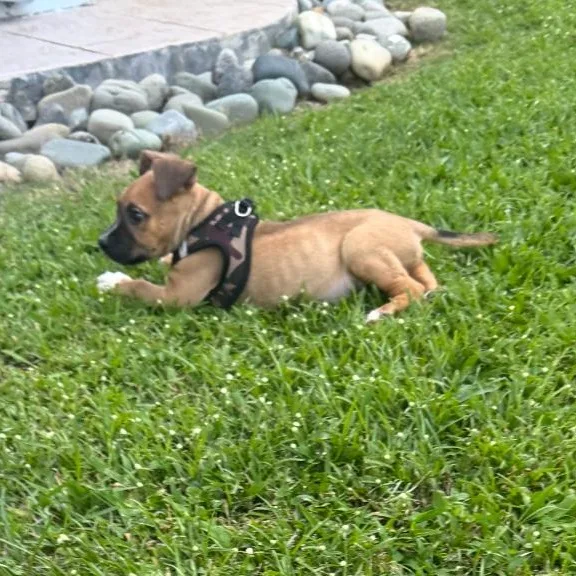 Rebel  The Spirited thumbnail 2