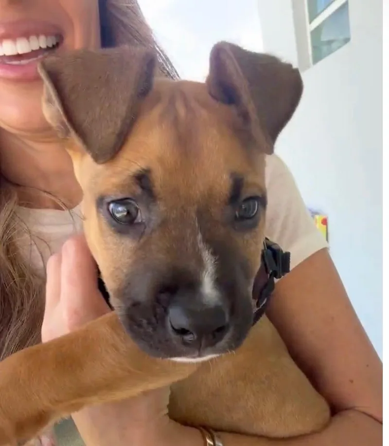 Rebel  The Spirited thumbnail 3