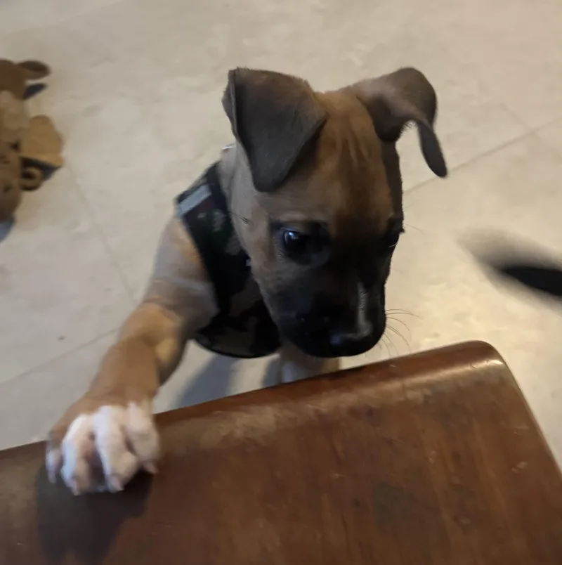 Rebel  The Spirited thumbnail 4