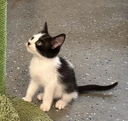 A baby small-sized male Domestic Short Hair cat named Winn Dixie for adoption in Daytona Beach, FL