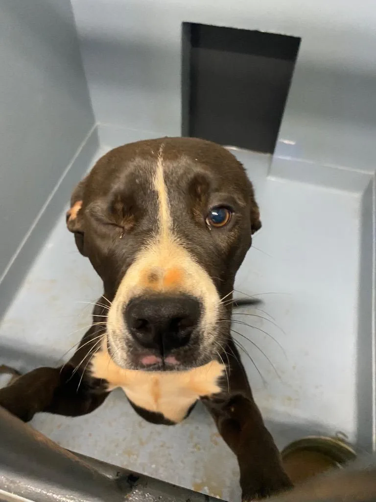 A baby large-sized male Mixed Breed dog named Farley for adoption in Cartersville , GA