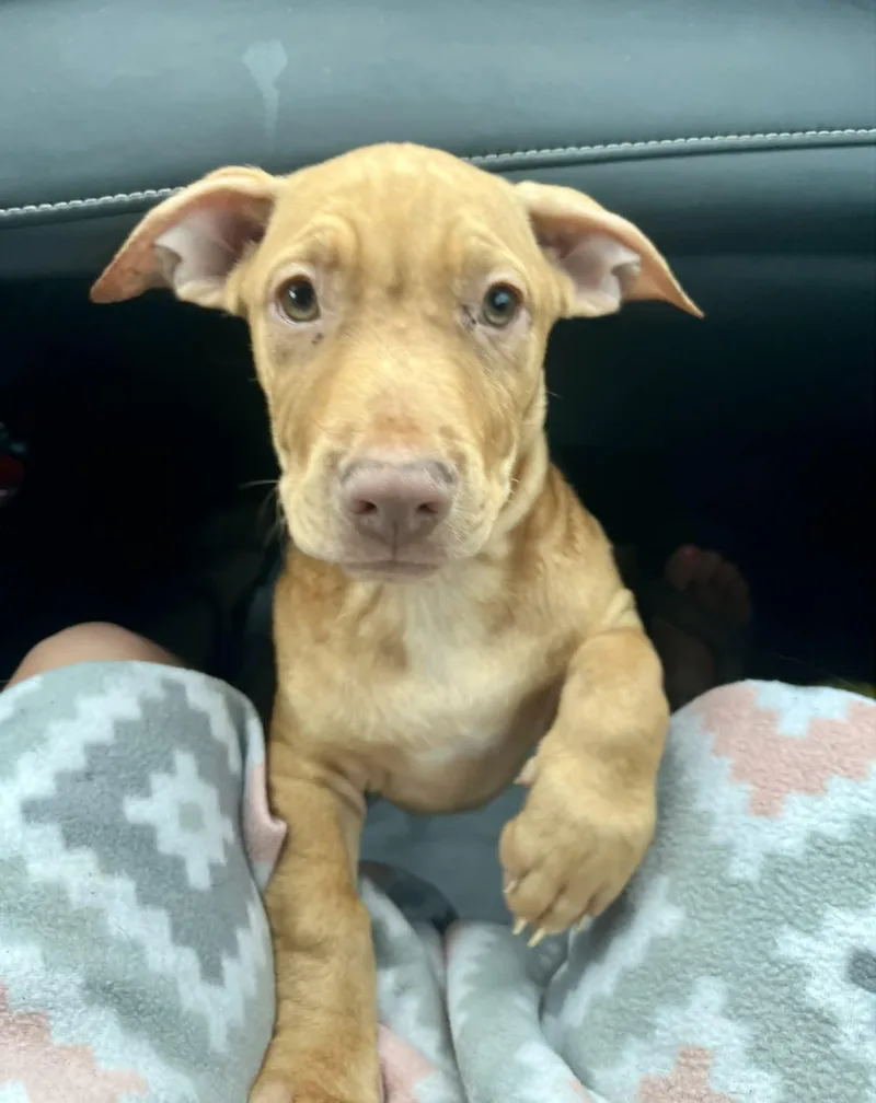 A baby medium-sized female Yellow / Tan / Blond / Fawn Labrador Retriever dog named Vanilla for adoption in Gulfport, MS