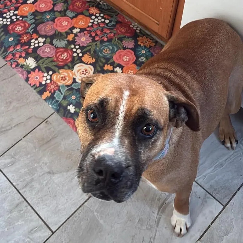 An adult medium-sized female Brown / Chocolate Boxer dog named Brownie for adoption in Rochester, MN