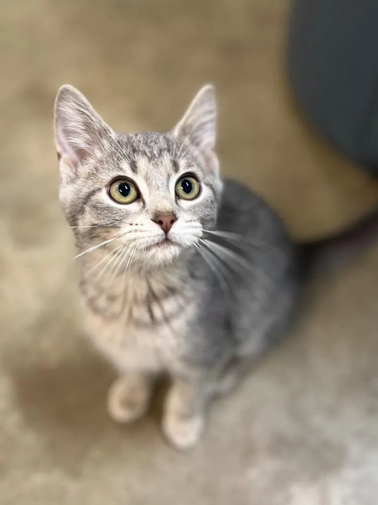 A young small-sized female Tabby (Gray / Blue / Silver) Domestic Short Hair cat named Leia for adoption in Calhoun, KY
