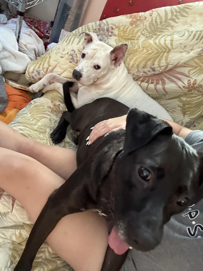 Gussipie thumbnail 6