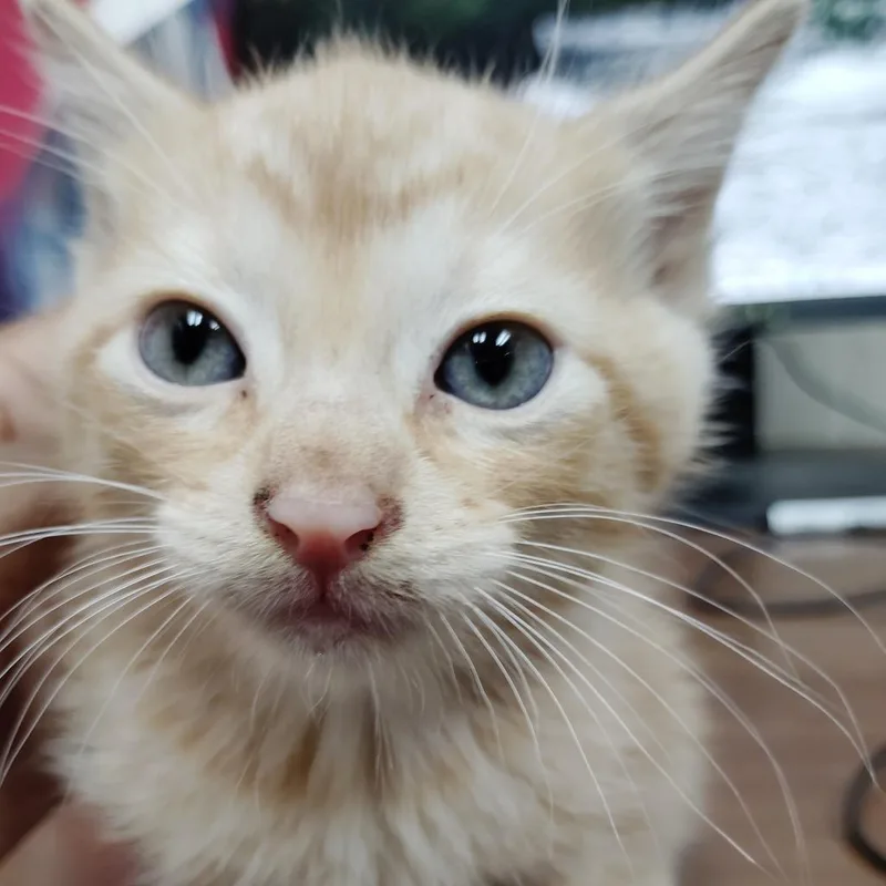 A baby small-sized male Domestic Short Hair cat named Fleet for adoption in Valley, AL