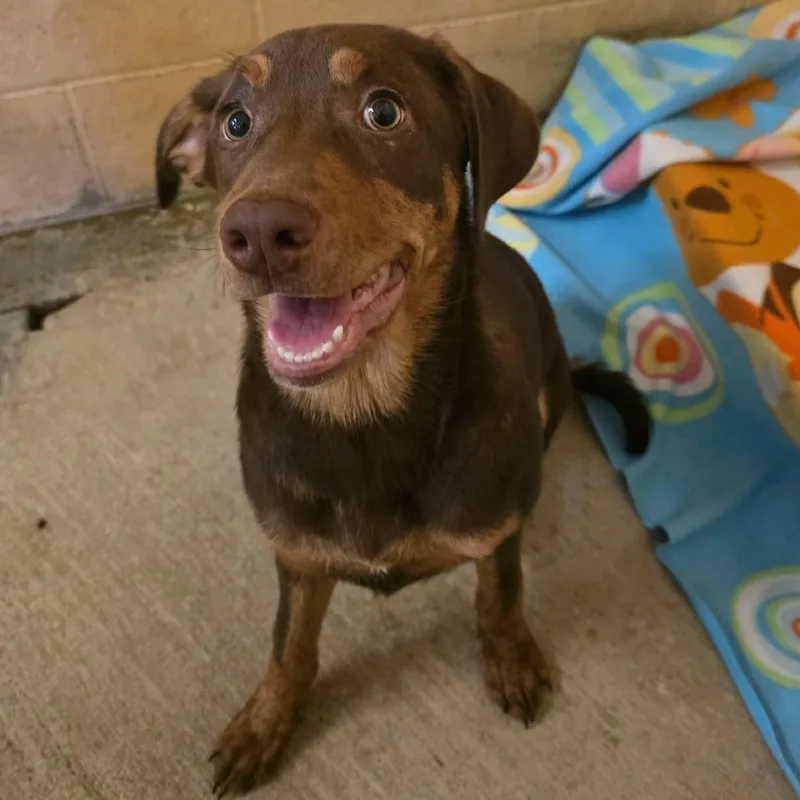 A baby small-sized female Brown / Chocolate Mixed Breed dog named Squishy for adoption in Corinth, MS