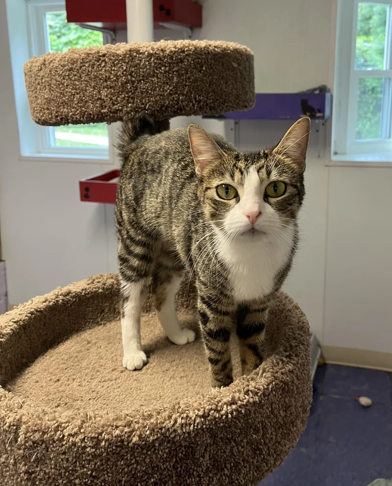 A young medium-sized female Tabby (Brown / Chocolate) Domestic Short Hair cat named Maisie for adoption in Harrison, NY