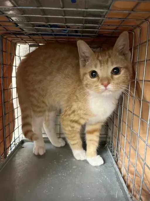 A baby small-sized female Domestic Short Hair cat named Princess Peaches for adoption in Las Vegas, NV