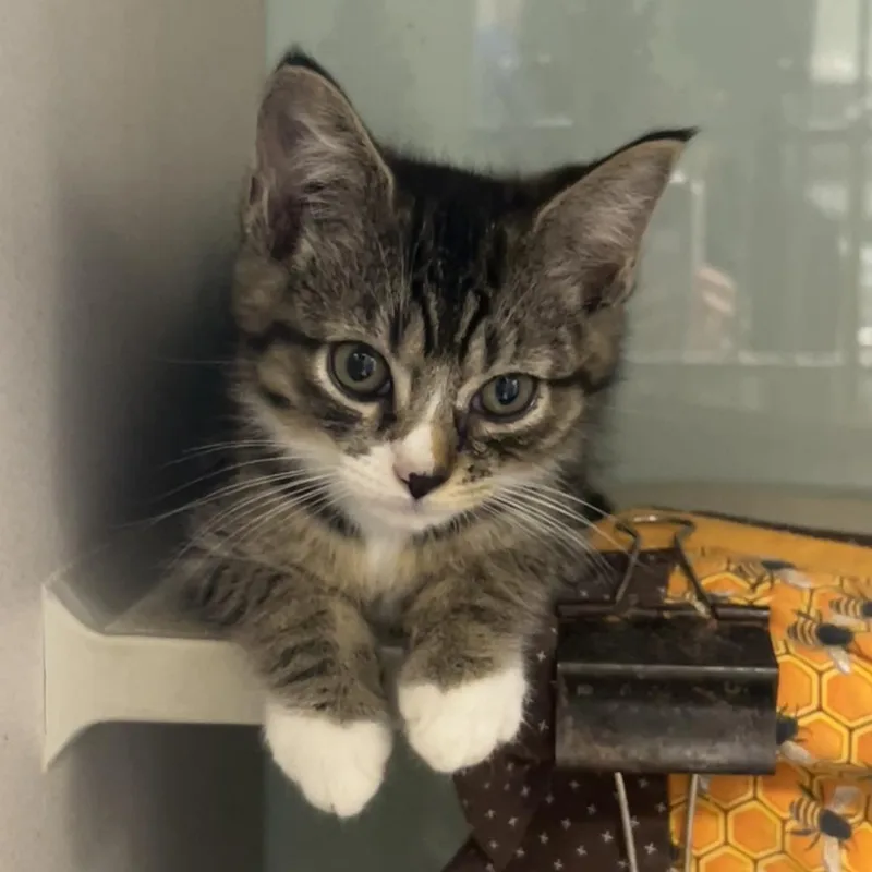 A baby small-sized male Brown / Chocolate Domestic Short Hair cat named Lucky Charms for adoption in Tacoma, WA