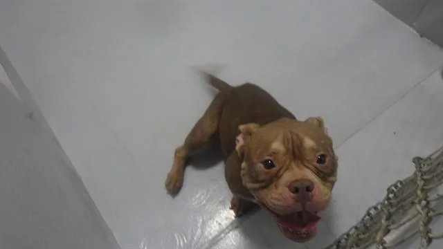 An adult small-sized female Pit Bull Terrier dog named Greta for adoption in Augusta, GA