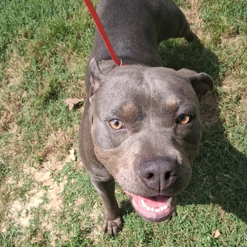An adult medium-sized female Gray / Blue / Silver Pit Bull Terrier dog named Peppermint Patty for adoption in Denison, TX