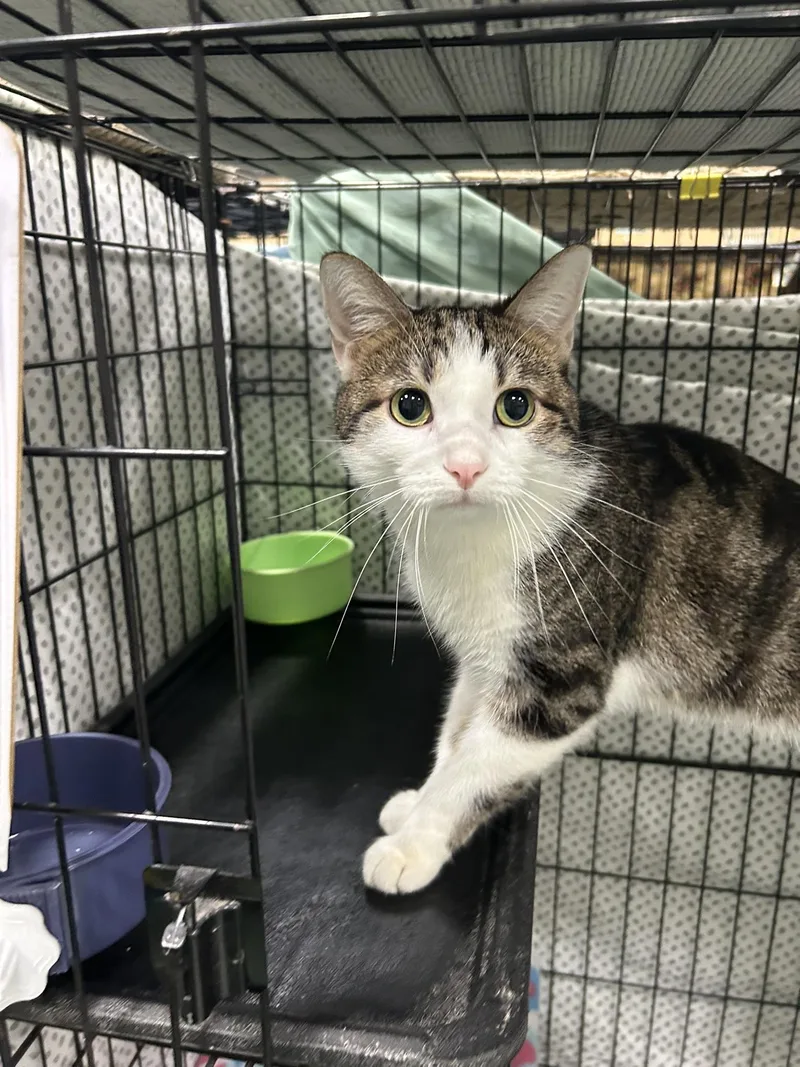 An adult medium-sized female Tabby (Brown / Chocolate) Domestic Short Hair cat named Sage for adoption in Mokena, IL