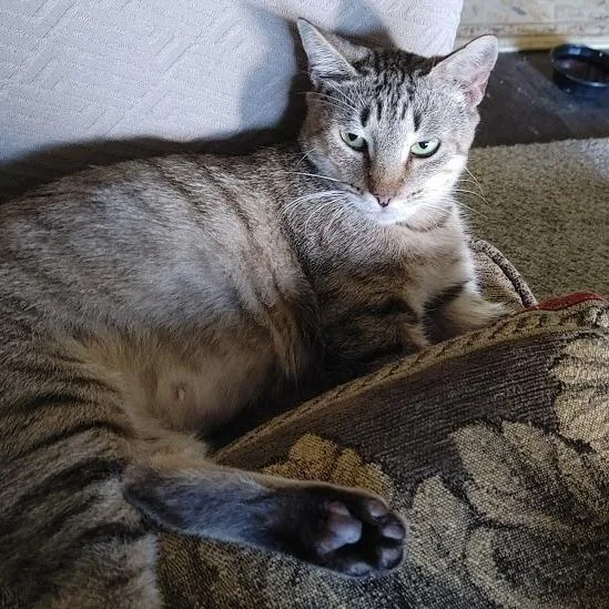 An adult large-sized female Brown / Chocolate Domestic Short Hair cat named Ghost Pepper for adoption in Austin, TX