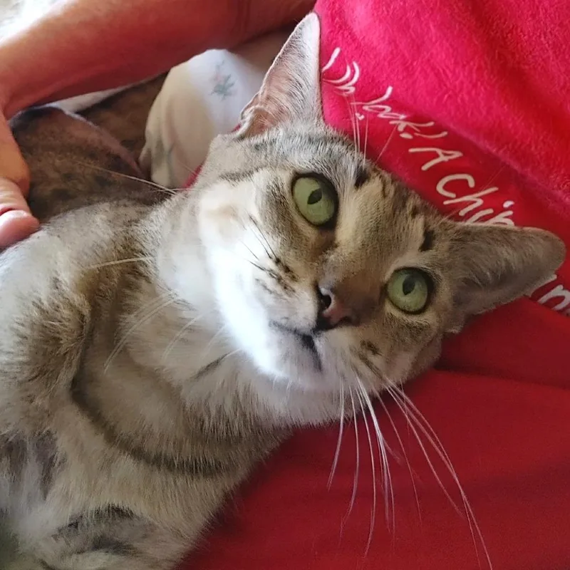 Ghost Pepper thumbnail 2