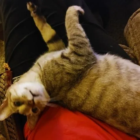 Ghost Pepper thumbnail 4