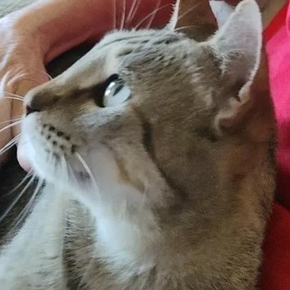 Ghost Pepper thumbnail 6