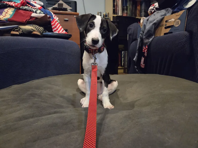 A baby small-sized female Harlequin Beagle dog named Bernadette for adoption in Crystal Lake, IL