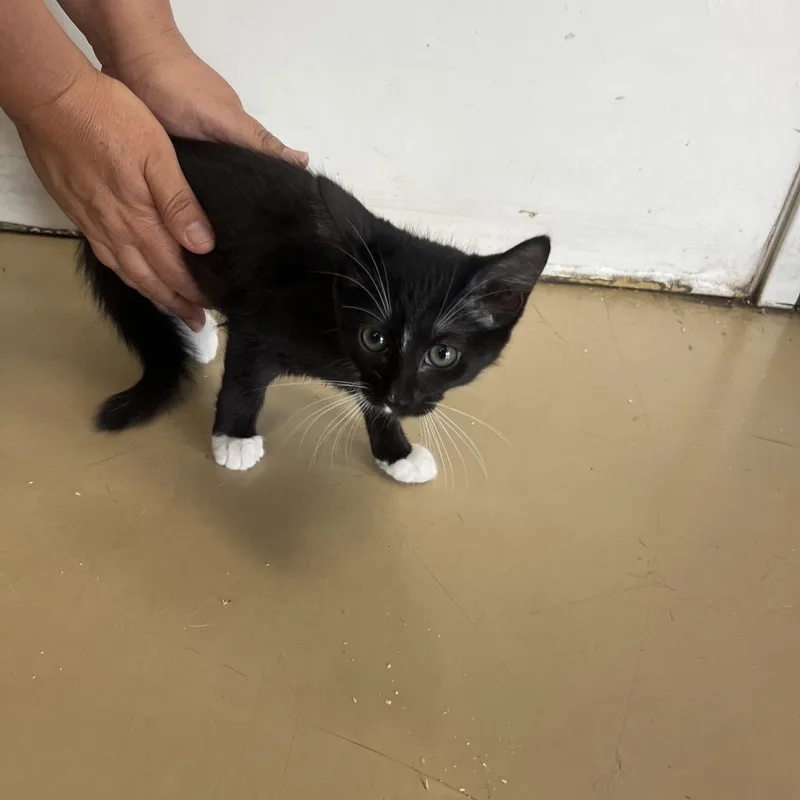 A baby small-sized female Black Domestic Short Hair cat named Rachel Chino Hills for adoption in Chino Hills, CA