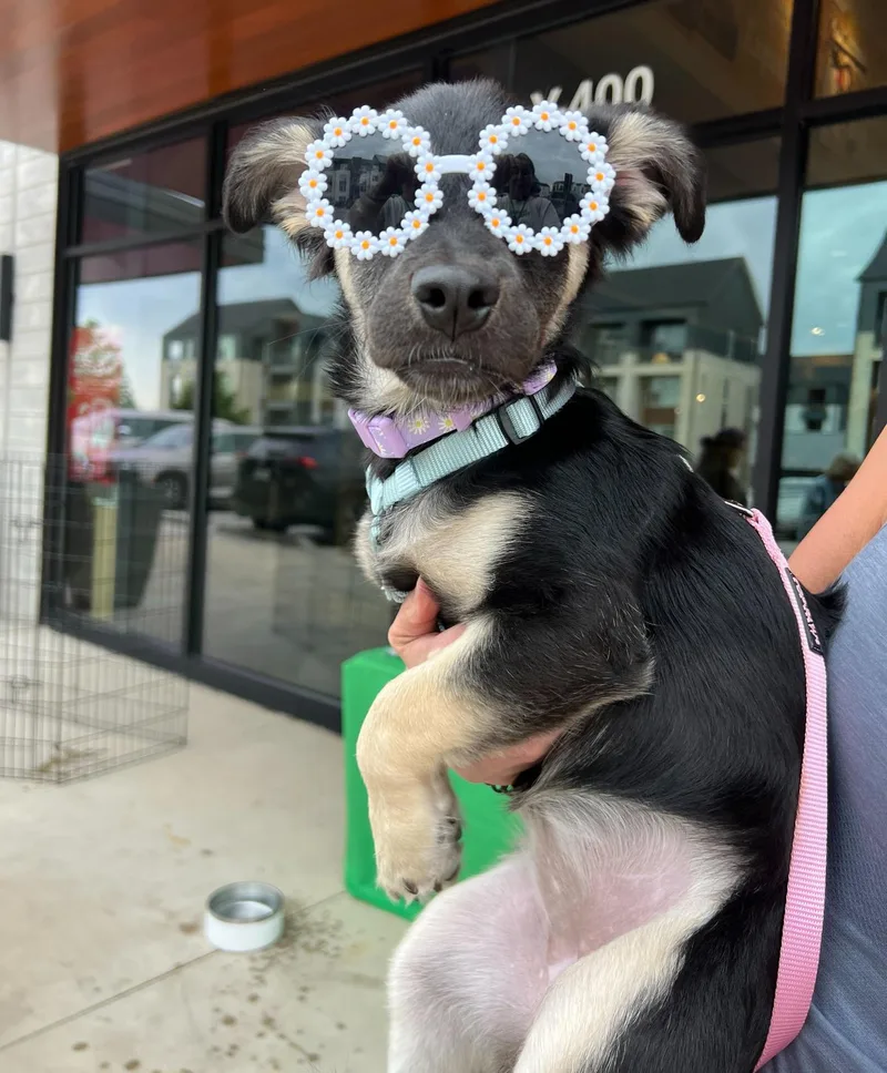 Petunia thumbnail 3
