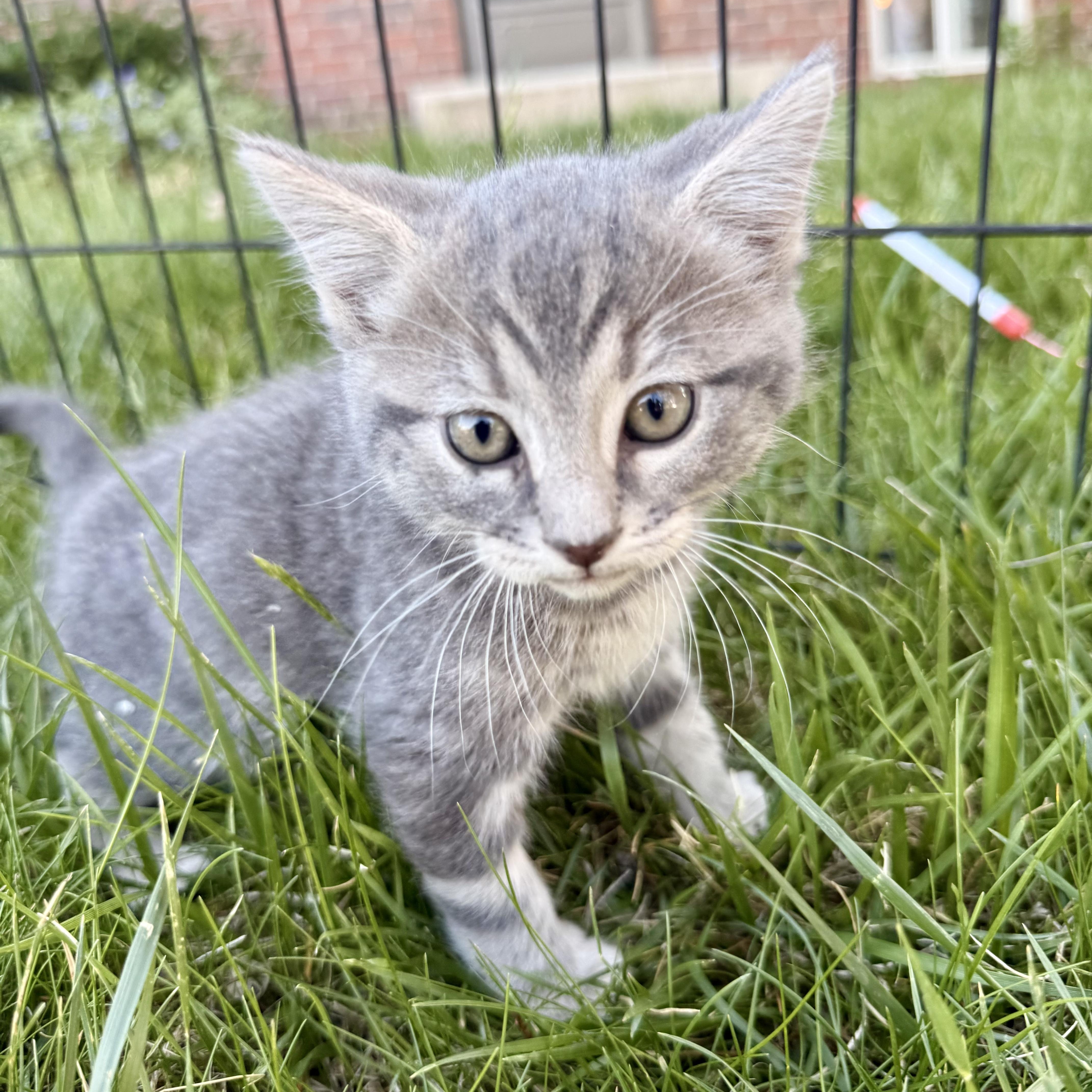 A baby medium-sized male Tabby (Gray / Blue / Silver) Domestic Short Hair cat named Cookie for adoption in Fort Collins, CO