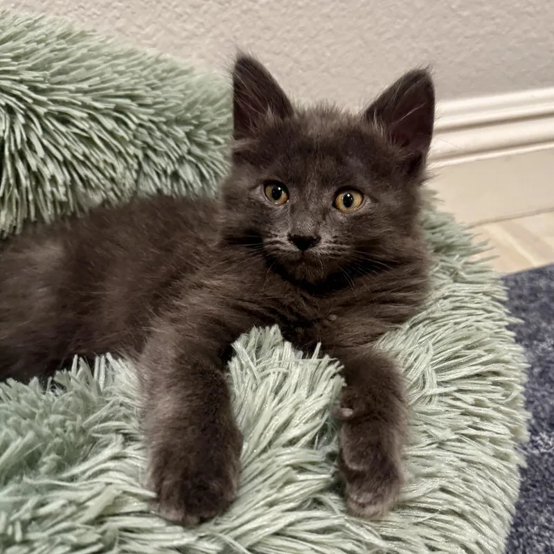 A baby small-sized male Domestic Medium Hair cat named Dominic for adoption in Las Vegas, NV