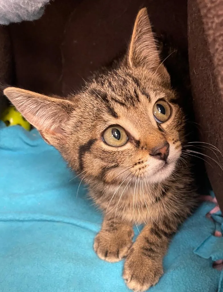 A baby medium-sized male Domestic Short Hair cat named Arlo for adoption in Westfield, NY
