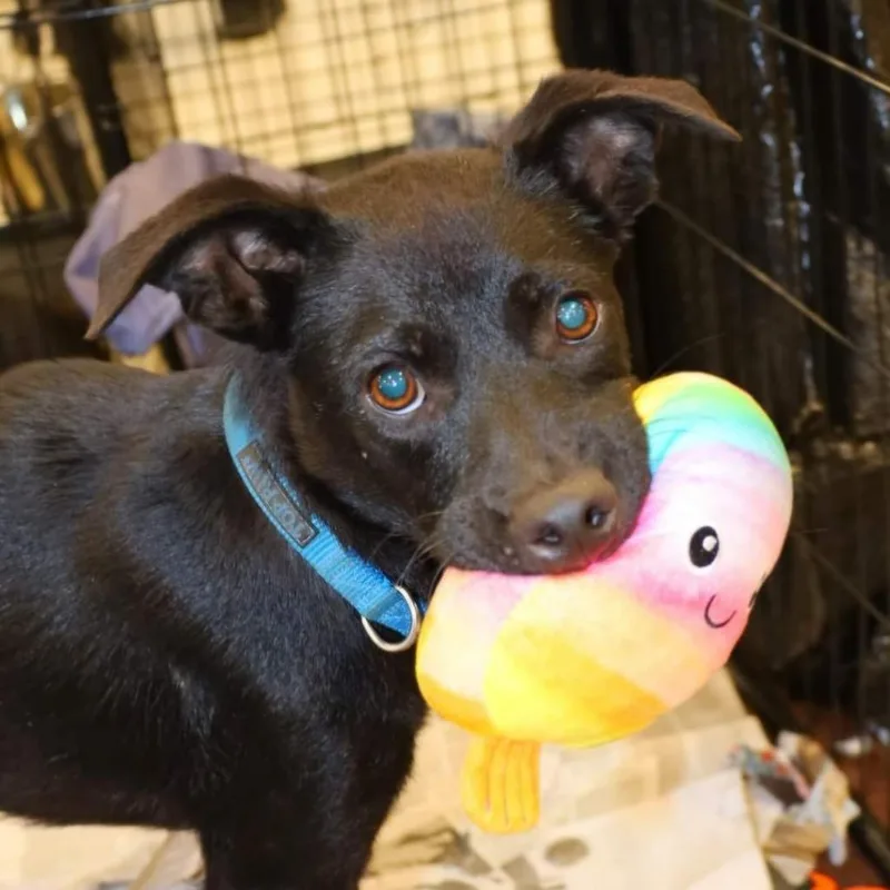 Stuart Jum thumbnail 5