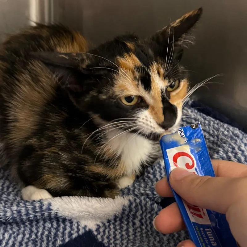 A baby small-sized female Calico Domestic Short Hair cat named Focaccia for adoption in Lauderhill, FL