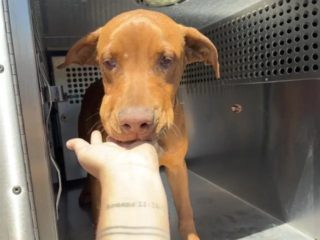 A young large-sized male Redbone Coonhound dog named Trenton for adoption in Mesa, AZ