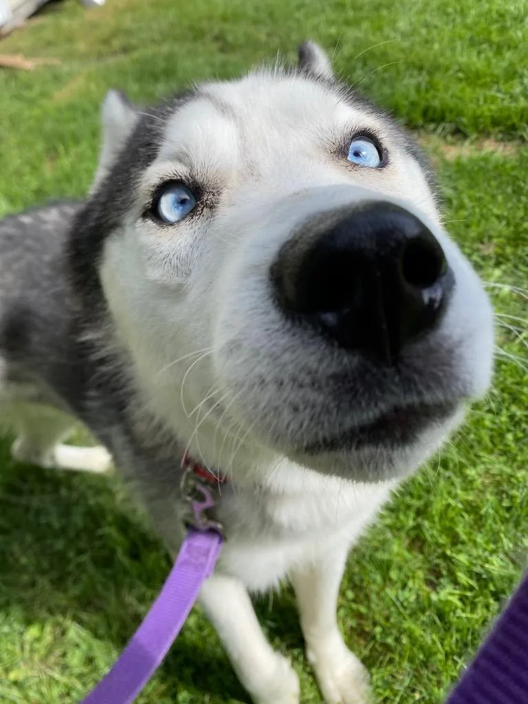 A baby medium-sized male Husky dog named Nandor for adoption in Fall River, MA