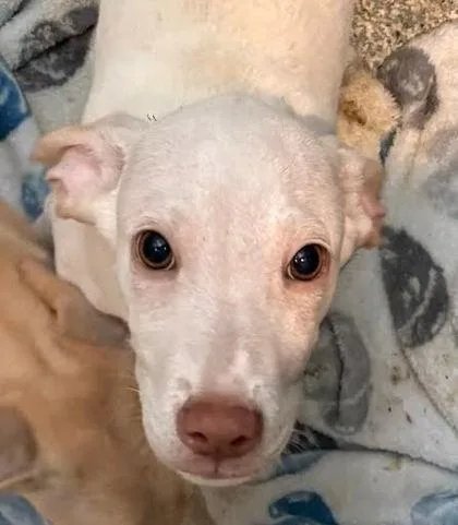Simba