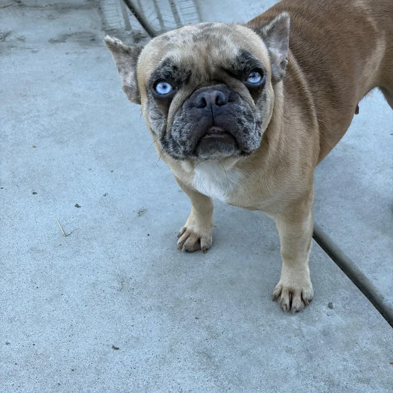 A young small-sized female French Bulldog dog named Lizbeth for adoption in Corona, CA