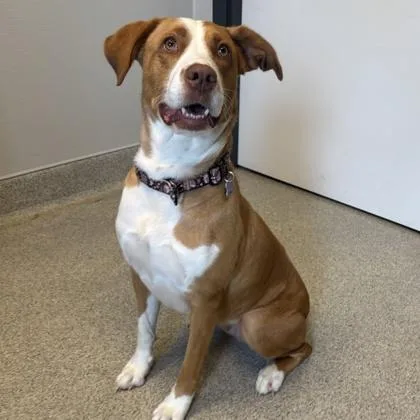 An adult medium-sized female Golden Mixed Breed dog named Willa Bee for adoption in Lansing, MI
