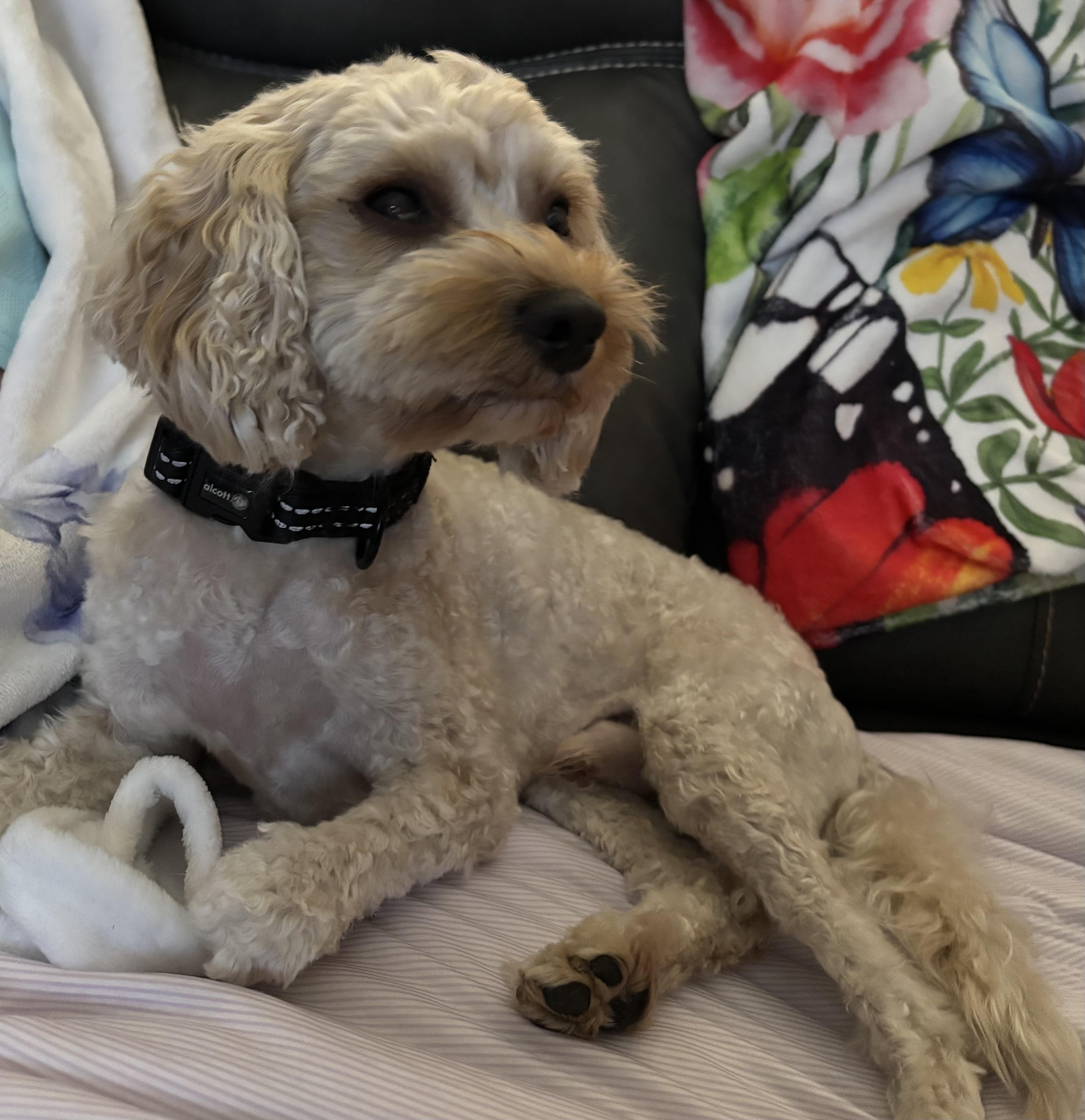 An adult small-sized male Cavalier King Charles Spaniel dog named Charlie Finn for adoption in Overland Park, KS