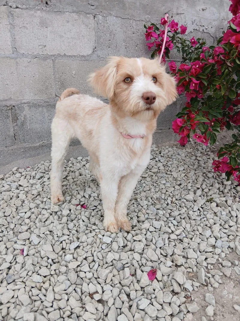 A young small-sized female Apricot / Beige Maltipoo dog named Faith for adoption in Los Angeles, CA