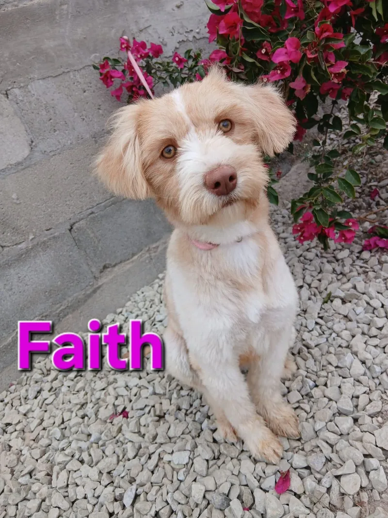 Faith thumbnail 2