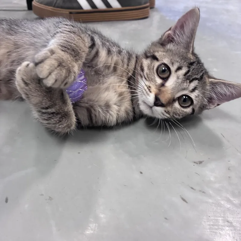 A baby small-sized female Brown / Chocolate Domestic Short Hair cat named Berlin for adoption in Houston, TX