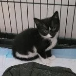 A baby medium-sized female Black Domestic Short Hair cat named Penelope for adoption in Portsmouth, OH