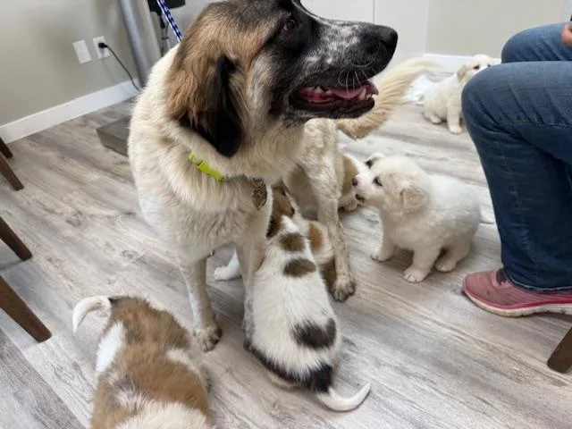 Saint Bernardgreat Pyrenees Mix thumbnail 2