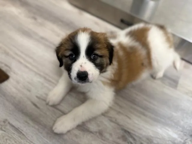 Saint Bernardgreat Pyrenees Mix thumbnail 3